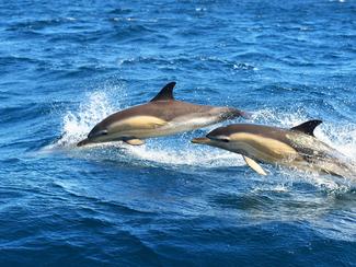 Les dauphins de Méditerranée : où et comment...