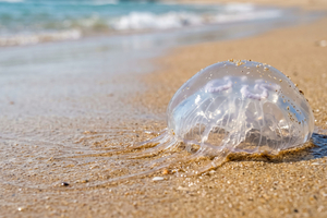 Méduses sur les plages : pourquoi l’été les fait revenir en force