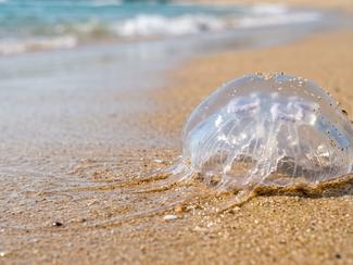 Méduses sur les plages : pourquoi l’été les...
