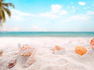 Coquillages rares et disparus : ces espèces...
