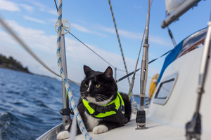 Naviguer avec son animal : le bonheur à bord, les formalités en plus