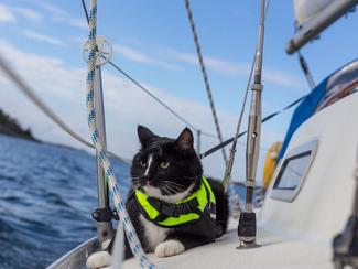 Naviguer avec son animal : le bonheur à bord,...