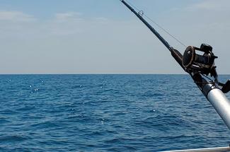 Pêche de loisir : 5 poissons à ne pas garder si vous les remontez cet été