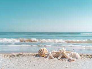 Coquillages sur la plage : ce que la...