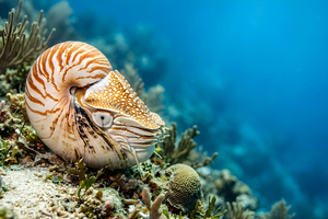 Les mollusques menacés par l'exploitation minière des grands fonds (UICN)