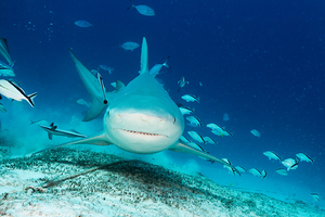En Floride, un homme se jette au secours d’un requin échoué sur la plage