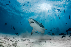 Journée mondiale des requins : ces grands prédateurs dont l’océan ne peut se passer