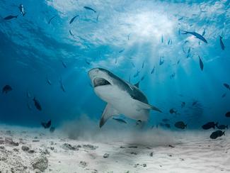 Journée mondiale des requins : ces grands...