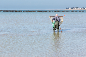 Pêche à la crevette : la sortie familiale idéale pour découvrir l’estran cet été