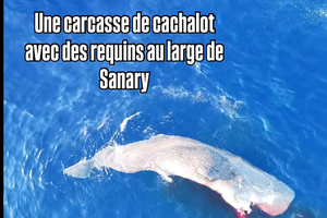 VIDÉO - Au large de Sanary, la carcasse d’un cachalot rappelle la fragilité des géants de Méditerranée