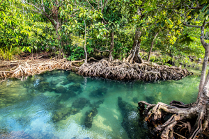 Qui protège les gardiennes? Les Philippines à la rescousse des mangroves