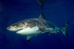 Le plus grand requin blanc de l'Atlantique repéré près des côtes américaines