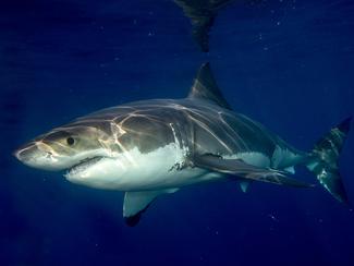 Le plus grand requin blanc de l'Atlantique...