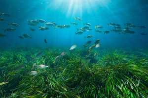 À Beaulieu-sur-Mer, des plongeurs replantent la forêt sous-marine de posidonies