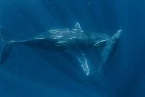 Découverte en Australie : cette « adorable » baleine préhistorique était en réalité un redoutable prédateur