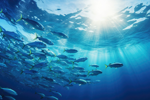 En Méditerranée, les poissons fuient la chaleur… mais pas toujours vers le nord