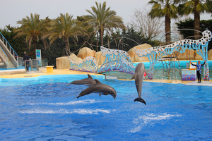 Marineland : le transfert de huit dauphins a commencé