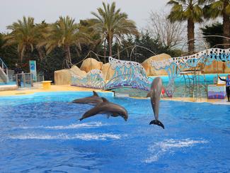 Marineland : le transfert de huit dauphins a...
