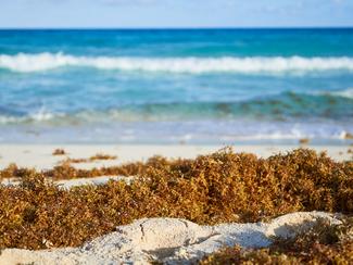Sargasses aux Antilles : la menace brune qui...