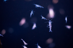 Acidification des océans : pourquoi les coquilles du plancton inquiètent les scientifiques