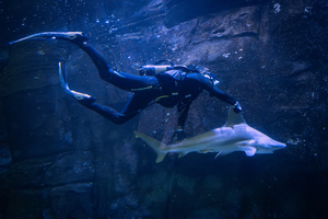 Deux requins gris rejoignent le bassin de la Haute Mer à Nausicaá