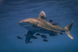 Le poisson-pilote : ce discret compagnon qui accompagne les géants des océans