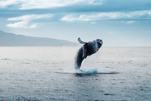 Islande : expulsion demandée pour 21 militants anti-chasse à la baleine