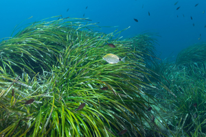 Les herbiers de posidonie : les forêts sous-marines qui font respirer la Méditerranée