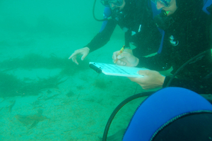 Plongeurs-scientifiques : quand une simple observation aide la recherche marine
