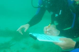 Plongeurs-scientifiques : quand une simple observation aide la recherche...