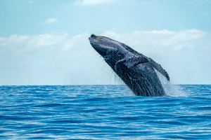 L'Islande ordonne l'expulsion de 21 militants anti-chasse à la baleine