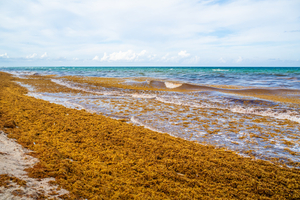 Plages désertes et 