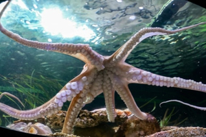 Nausicaá accueille un poulpe commun dans l’exposition Manche / Mer du Nord
