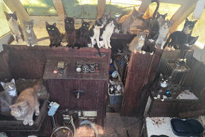 Un bateau à la dérive, aucun marin à bord… mais une trentaine de chats découverts par la police