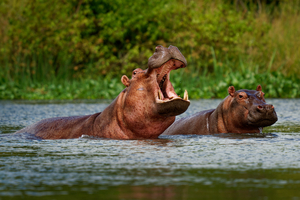 Botswana : un hippopotame charge un bateau de touristes en plein safari