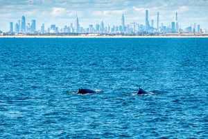 A New York, le retour des baleines menacé par le trafic maritime