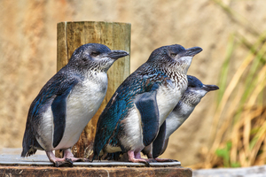 L'Australie vaccine en urgence ses manchots pygmées contre la grippe aviaire