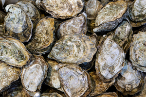 Dans le golfe du Mexique, des milliers de tonnes de coquilles d’huîtres redonnent vie aux fonds marins