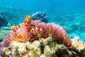 Chez ces poissons, changer de sexe est une stratégie de vie