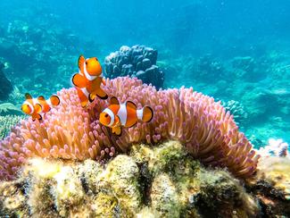 Chez ces poissons, changer de sexe est une...