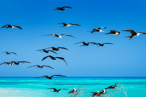 Au-dessus de l’océan, ces oiseaux dorment sans cesser de voler