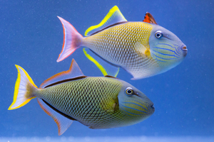 Dans l’oreille des poissons, de minuscules pierres racontent toute une vie