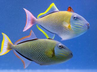 Dans l’oreille des poissons, de minuscules...