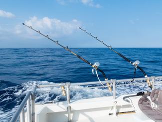 Pêche en mer : ces poissons qui retrouvent de...