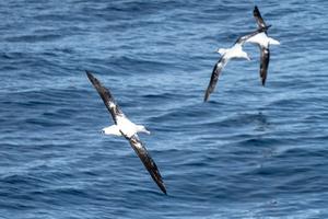 L’albatros, le géant des mers qui a fait du vent son territoire