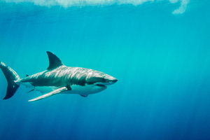 Il y a 75 millions d’années, des requins nageaient en plein désert égyptien