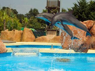 ZooParc de Beauval : le projet d’accueil des...