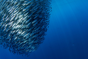 Des milliers de sardines mortes en Afrique du Sud : un virus inquiète les scientifiques