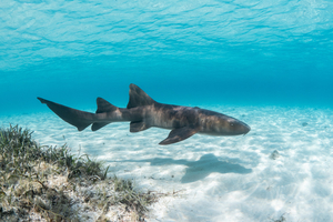 Mordu par un requin nourrice en Floride, un pêcheur sauvé in extremis par deux infirmiers