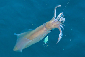 Pêche au calamar à la turlutte : la technique japonaise qui conquiert les pêcheurs français